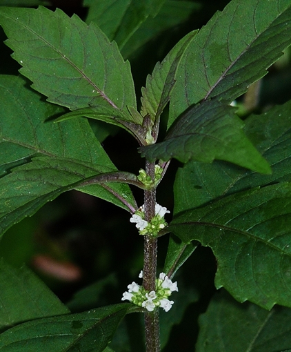 {Lycopus virginicus}